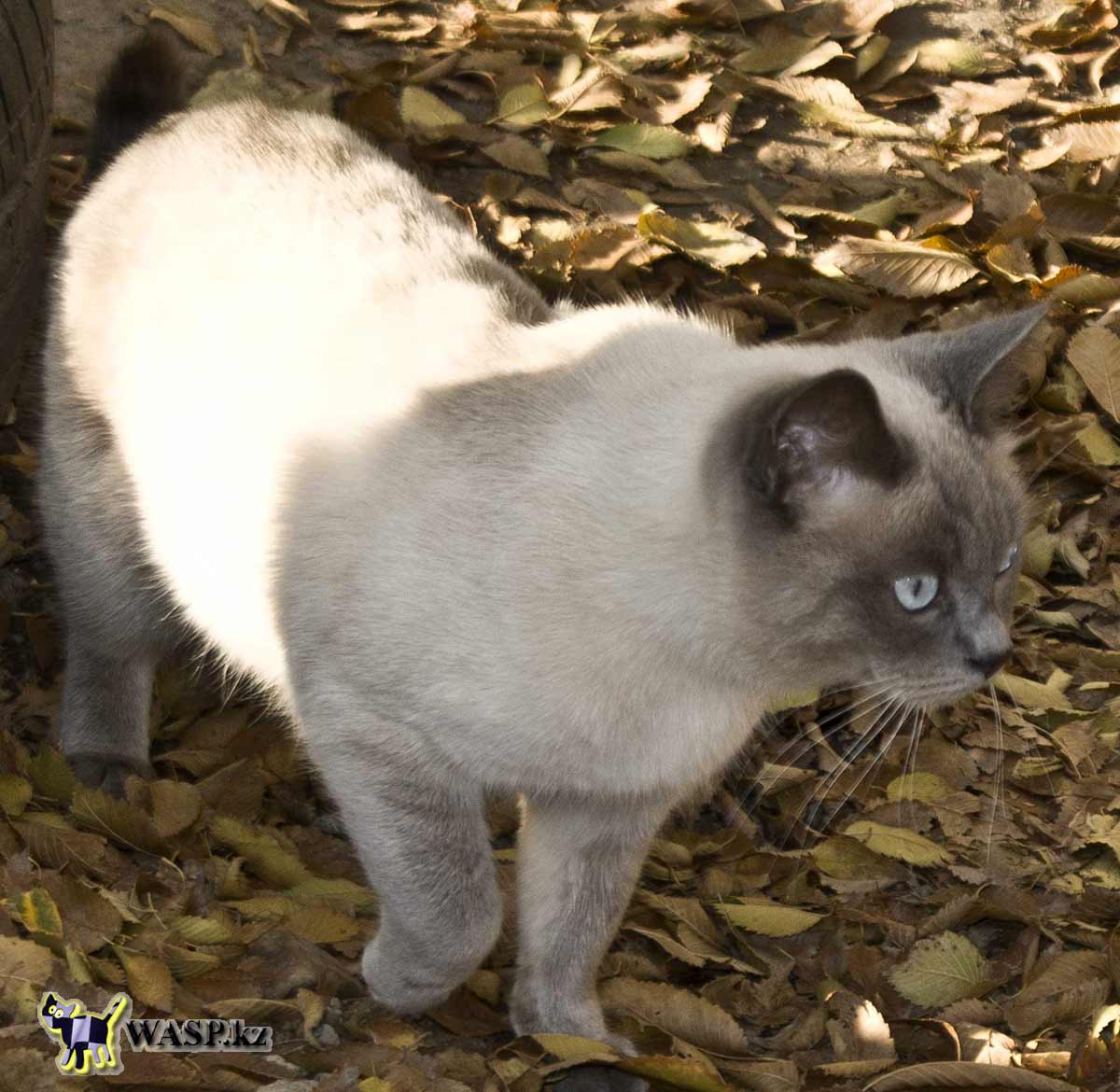 Сиамский котик Алматы, красивый и кастрированный