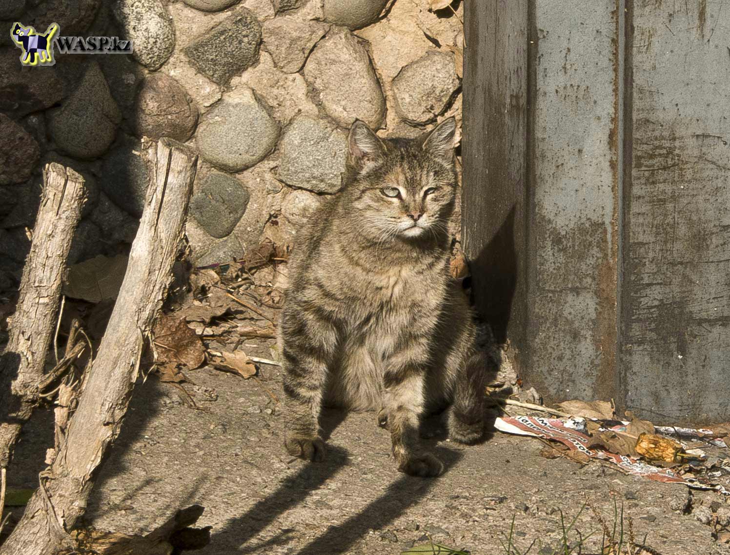 Бездомные кошки Алма-Аты, фотогалерея красавиц