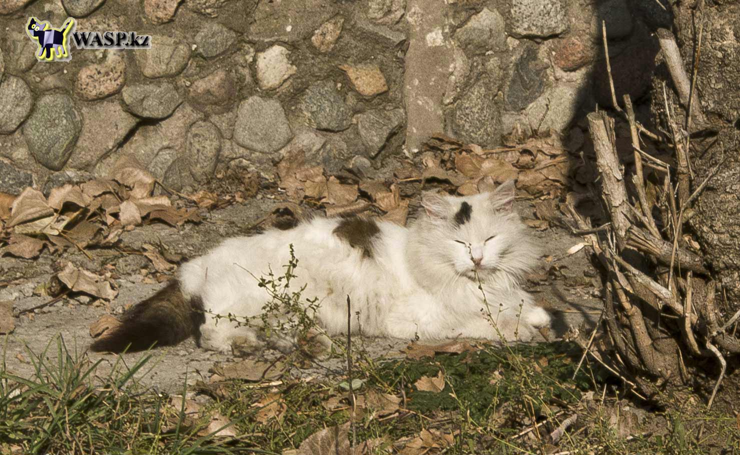 Пушистая кошка живет в подвале Алма-Аты