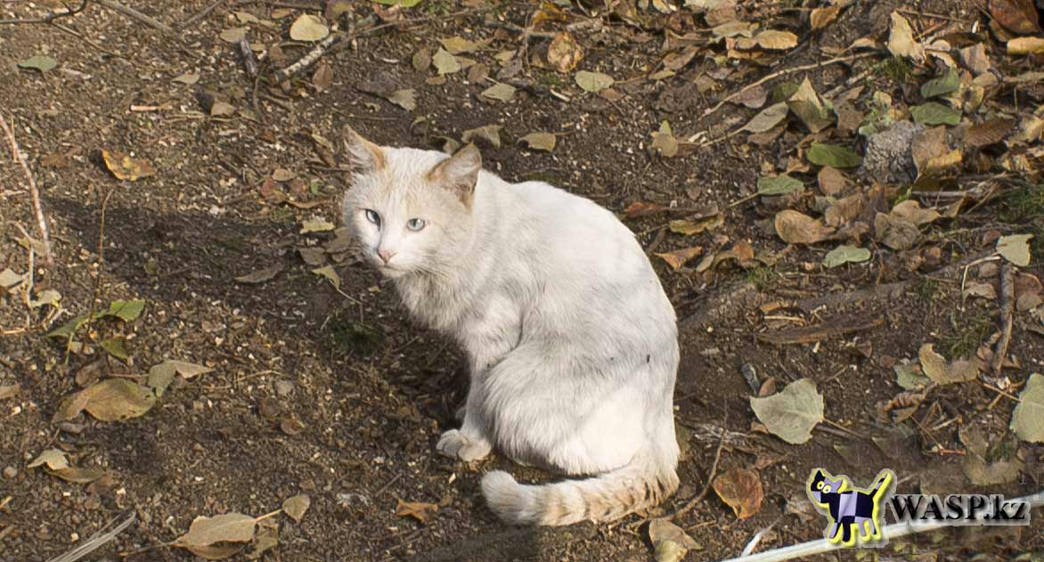 Котик Алматы, фотогалерея беспризорных кошек