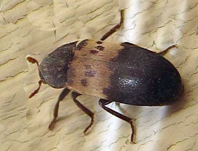 Кожеед обыкновенный Dermestes lardarius