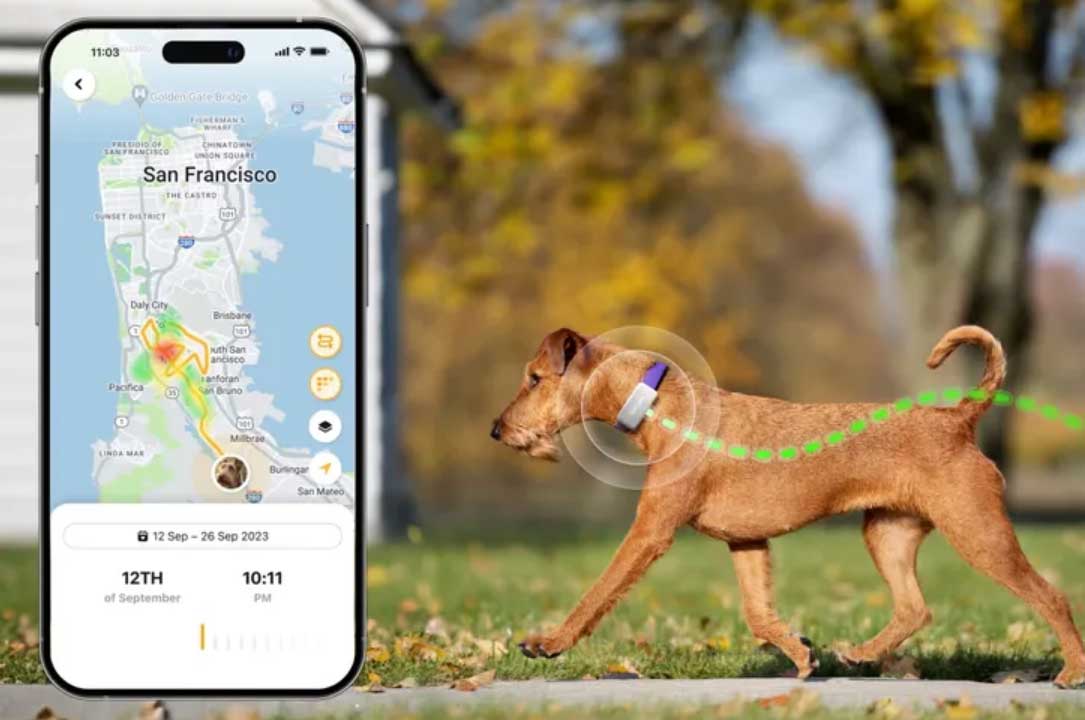 GPS-трекер Petcube отображает местоположение, состояние здоровья